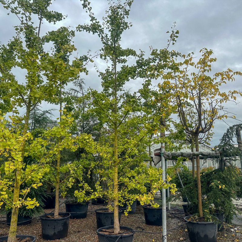 Ginkgo biloba (Ginko dvojlaločné) -  kont. C230L, výška 500-550 cm, obvod kmeňa 20/25 cm - EXEMPLÁR